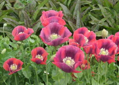 警方禁毒用上“黑科技” “无人机”高空传感搜查罂粟田