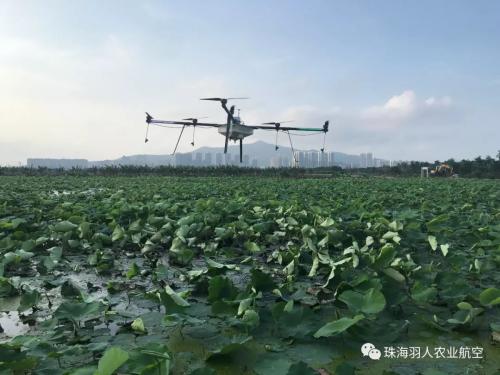 羽人为农服务，开展统防统治植保作业