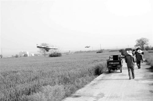 积极开展无人机小麦病虫害统防统治