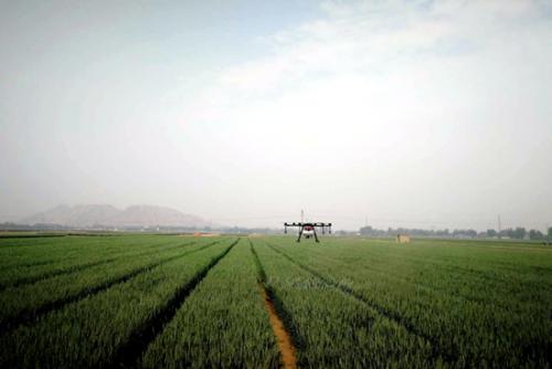 唐山滦县：麦田上飞来了“无人机”