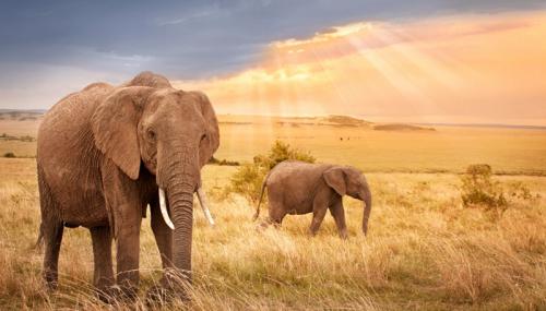 从无人机群到树木电池，科技推动全球生态环境保护