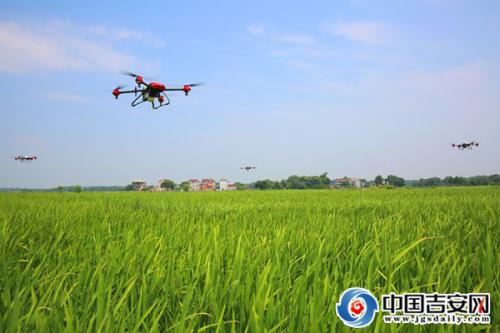 泰和：无人机植保高效 防病灭虫保丰收