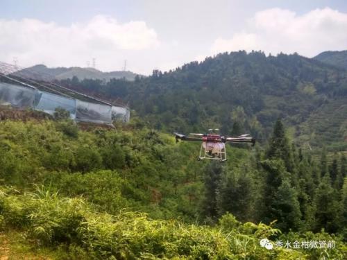 居然出动了无人机！管前金柑治害虫这么高科技！