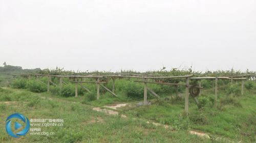 无人机施药：一天工作3分钟就能完成