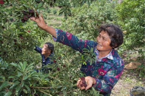 新鲜多汁的杨梅天上飞？原来是菜鸟出动无人机编队，参战天猫618