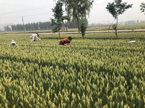 飞防知识|植保无人机喷施叶面肥 注意六个方面