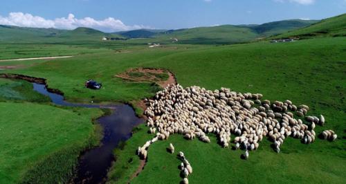 无人机航拍土耳其高地牧羊群 若散落的大米粒