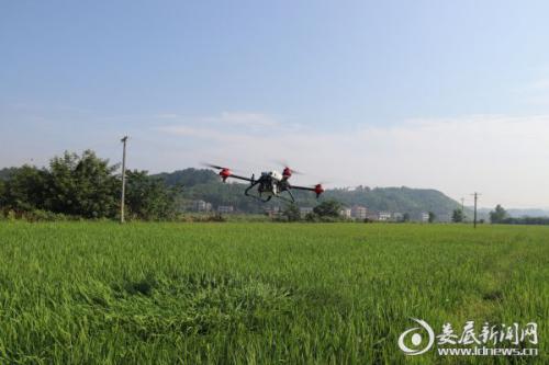 永丰镇成功使用无人飞机为水稻喷药治虫