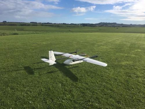 大鹏，草泥马和Kiwi的故事