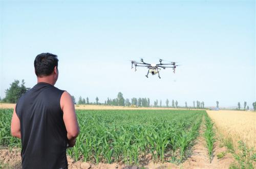 曲沃县技术员对玉米进行无人机叶面肥喷洒