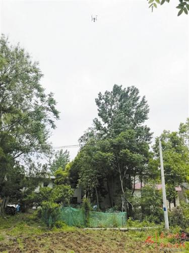 无人机“帮忙” 罂粟无处遁形