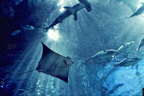 专访潜行创新：水下机器人的掘金之旅，序幕才刚刚拉起