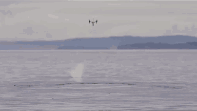 如何收集鲸喷出的鼻涕？科学家脑洞大开