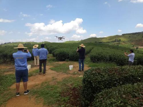 海南标普在广东韶关做芋头、茶叶、杨梅飞防实验