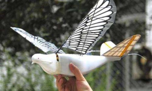 中国研发这种仿生无人机 和鸟一样能骗过雷达
