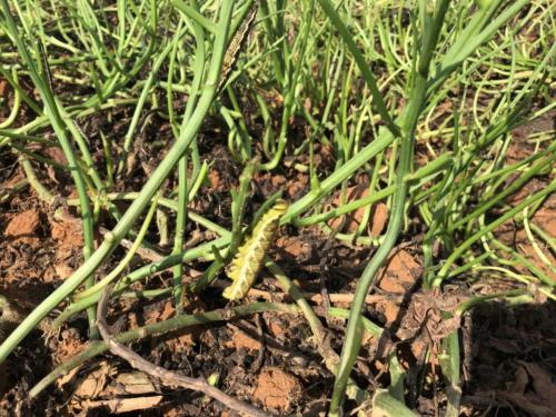 植保案例：3种机型同时作业 灭绝690亩红薯地虫害