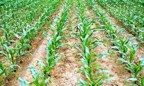 植保知识|玉米除草知多少？