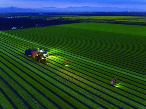 用无人机，守护一粒米从田间到碗里