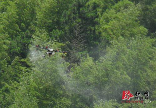 靖州采用无人机作业 防治竹蝗2万亩