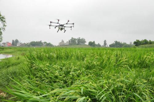 泸县无人机助力制种赶花