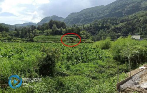 90后小伙合伙购买植保无人机，每分钟可喷洒农药一亩地