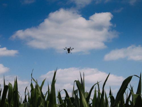 德国无人机投放害虫天敌 以虫制虫 保玉米健康生长
