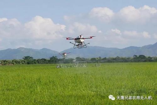 无人机正成为水稻统防统治的主力军
