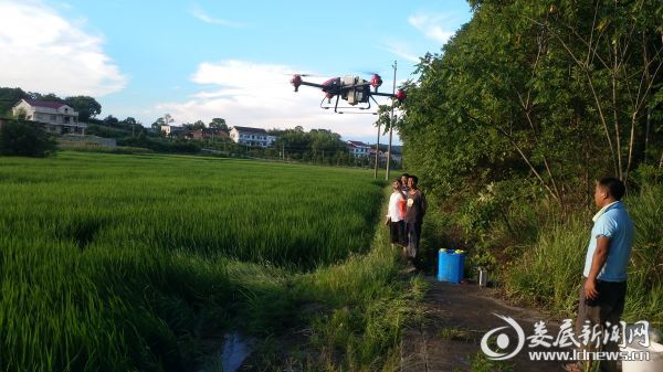 娄底走马街镇利用无人机为稻田喷药治虫 助农增产增收