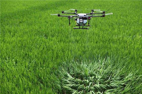 四川泸县无人机助力杂交水稻制种节本增效