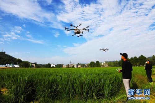 重庆梁平：植保无人机洒药防虫害