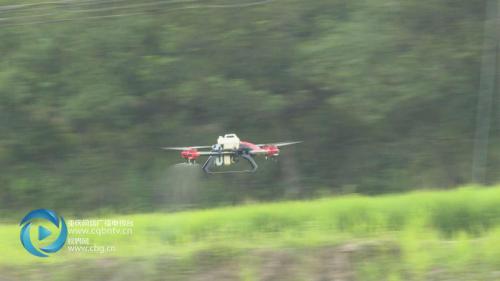 新奇！水稻病虫害防治 交给植保无人机