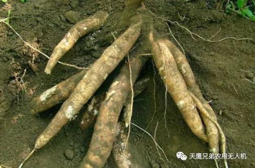 当中国无人机遇到泰国木薯，会碰撞出怎样的故事？