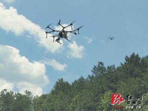 荷叶镇用无人机防治松褐天牛