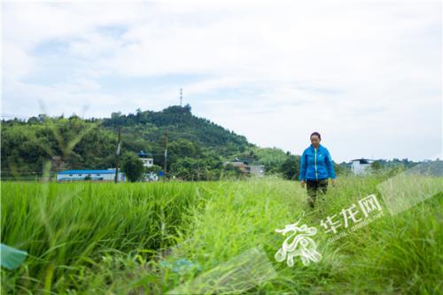 【烈日下的坚守】 高温下的水稻守护者 用新技术惠及2000余农户 