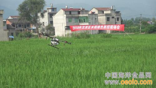 汉滨：无人机显身手 稻田内忙飞防