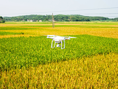 江西南昌无人机采集水稻信息