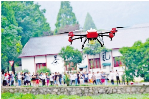 梅家坞茶园请来无人机“保姆” 目前龙井茶树暂无明显旱情
