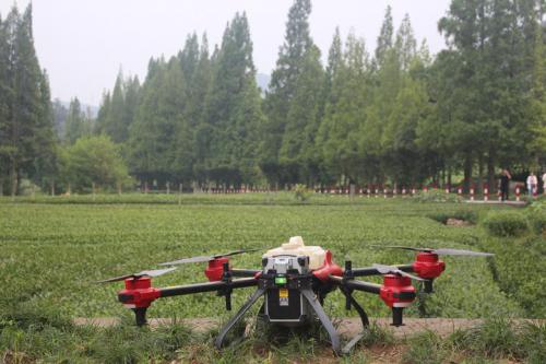 西湖龙井茶园治虫 梅家坞上空飞起了无人机
