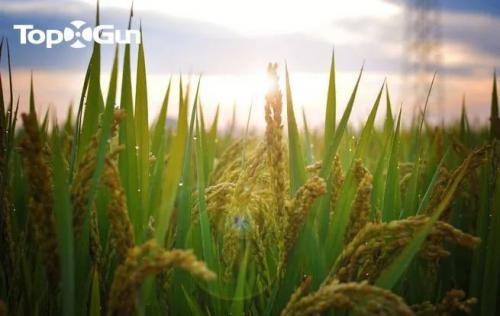 拓攻百科 | 如何防治水稻等作物在高温天气的热害？