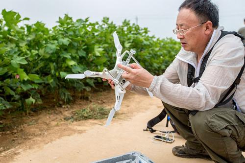 河南安阳：大寒村棉花田里无人机航拍，摄影师手抓无人机降落