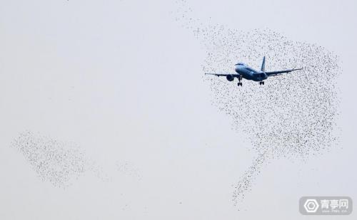 科研人员训练全自动无人机，提高机场驱鸟效率