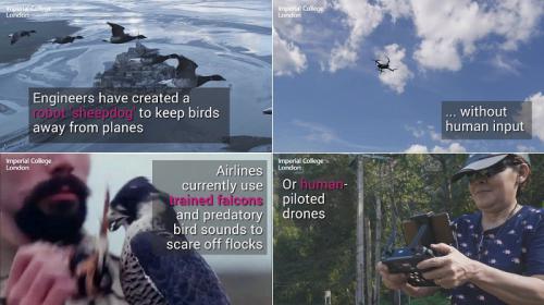 预防飞机撞鸟：科学家开发全新的“牧羊犬”驱鸟算法