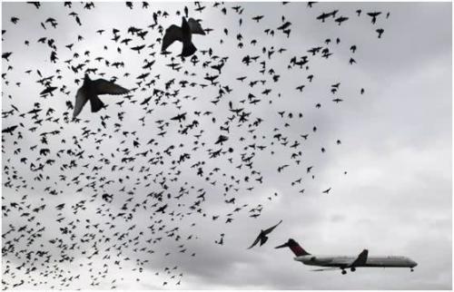 无人机采用“放牧算法”防止飞机撞鸟事故 