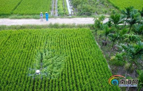 琼海博鳌无人机给水稻洒农药 践行绿色防控植保