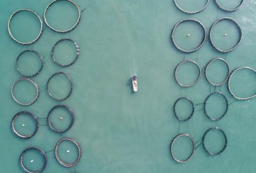 无人机航拍--东海“海上牧场”迎丰收