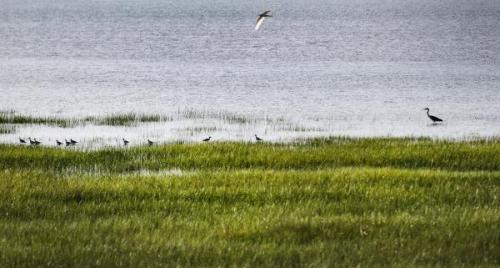 壶流河湿地 江南风韵