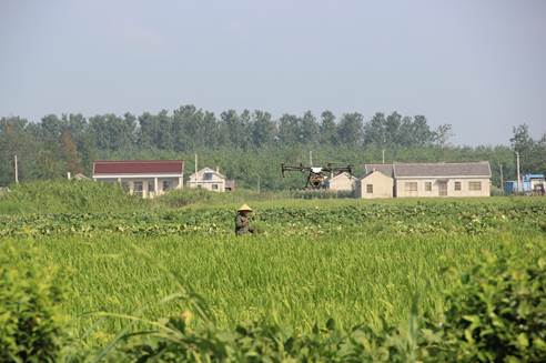 江苏金色农业“无人机”助力杂交水稻制种
