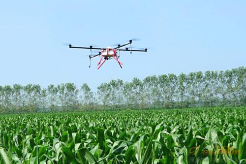 淳化开展无人机玉米飞防作业