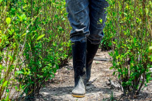 哥伦比亚用无人机洒落叶剂，毁数百亩制可卡因「毒」田