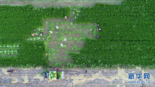 喜看乡村新画卷——宁夏奋进60年巡礼之乡村变迁篇